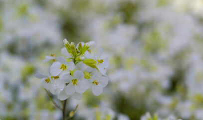 Beautiful close-up of arabis alpina, subspecies caucasica