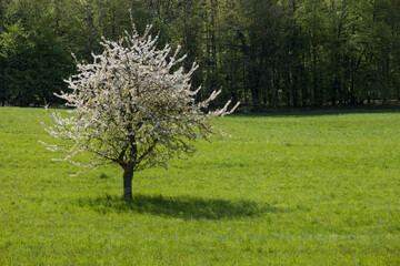 Obraz premium Cerisier en fleurs dans un champ au printemps 