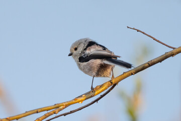 Long-Tailed Tit Sits On A Branch At Sunset