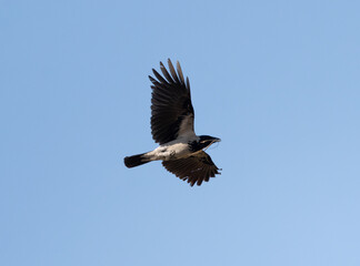 Hooded Crow Bird In Flight Against The Sky