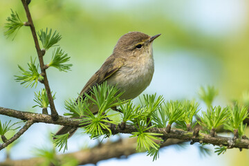 Common Chiffchaff Sitting On Tree Branch Against A Blurred Background