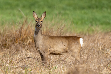 Deer In The Woods And Wildlife Photography