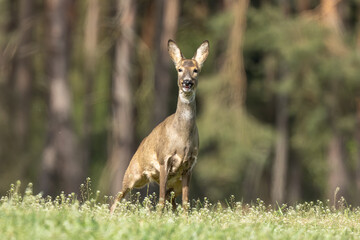 Deer In The Woods And Wildlife Photography