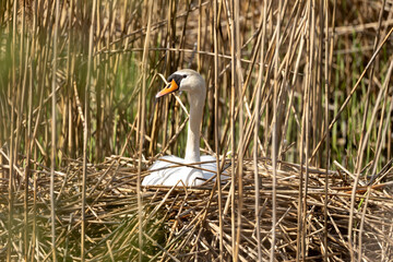 Mute Swan Sitting On Eggs In A Wildlife Photograph