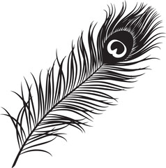 Vector silhouette peacock feather on white background. 