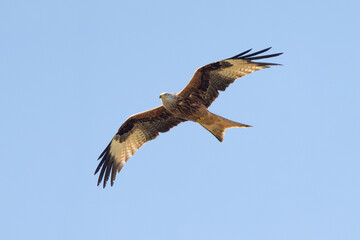 Fototapeta premium Red Kite Bird In Flight Wildlife Photography