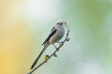 Long-Tailed Tit Sits On A Branch At Sunset