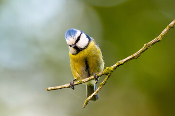 Eurasian Blue Tit Sitting On Tree With Blurred Background