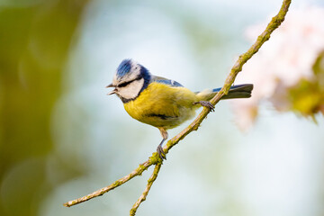 Fototapeta premium Eurasian Blue Tit Perched On Blooming Tree Branch With Blurred Background