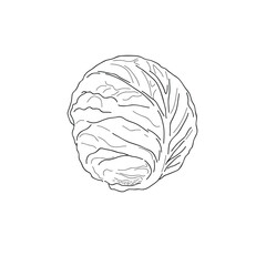 A detailed black-and-white line drawing of a whole cabbage. The illustration captures the layered leaves and compact, round shape of this classic leafy vegetable, making it ideal for culinary artwork
