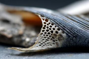 Obraz premium Fish scale close-up showing skeletal structure with small holes, textured background, and unique skin details