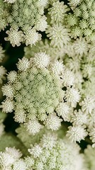 Closeup Green Flower Abstract Botanical Macro Photography