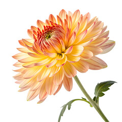 Stunning Peach Dahlia Flower Image on transparent background