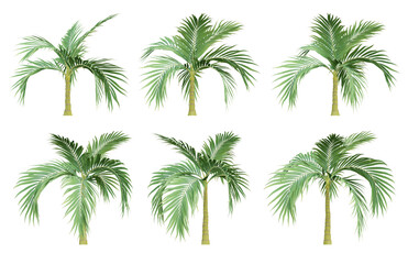 Burretiokentia hapala palm tree on transparent background, tropical plant, 3d render illustration