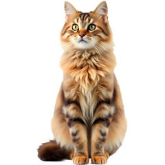 Fototapeta premium fluffy tabby cat sitting upright. png isolated background. transparent background