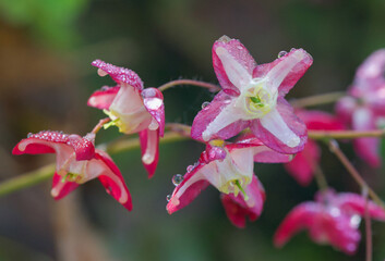 Beautiful close-up of epimedium alpinum