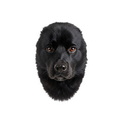 Black Dog's Face, Transparent Background,  Image Resource for Design Projects.