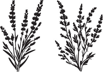 Floral Illustration Pack – Wild Flowers & Leaves Vector Graphics