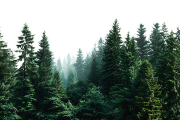 Fototapeta premium Majestic Evergreen Forest Mystical Foggy Scene Tranquil Nature