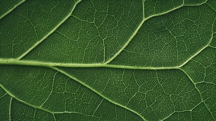 Obraz premium The title is 