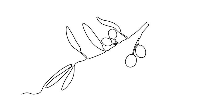 abstract olive tree branch with olives, Self drawing animation one continuous line draw, logo
