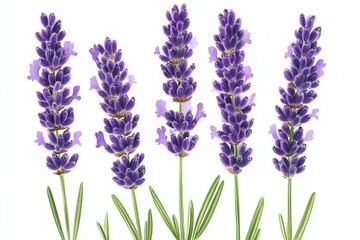 Naklejka premium Captivating lavender blooms against a pristine white backdrop showcasing delicate floral beauty in a botanical arrangement with a soft and dreamy aesthetic
