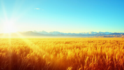 Obraz premium A breathtaking vista of a vast field of golden wheat bathed in the warm glow of the sun, creating a serene and tranquil atmosphere