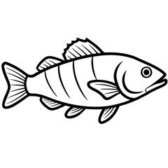 Minimal Barramundi Fish Vector on White