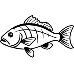 Minimal Barramundi Fish Vector on White