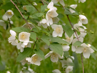 Philadelphus branches with white flowers, leaves and buds in the garden. Mock-orange flowering plant.