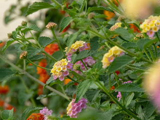 Lantana camara branches with pink and yellow flower heads, leaves and buds in the garden. Shrub verbena flowering plant.