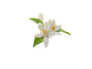 Orange blossom flower with green Leaves isolated transparent png