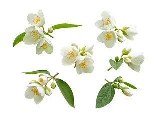 White flowers, leaves and buds set isolated transparent png. Philadelphus or mock-orange flowering plant.