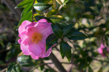 Camellia japonica flowering plant. Beautiful pink flower with yellow stamens. Camellia flower on the blurred background.