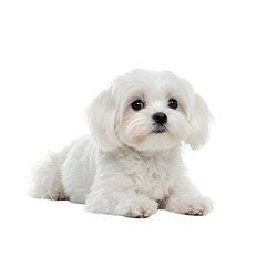 Obraz premium Adorable Fluffy Puppy Shows Off Transparent Background