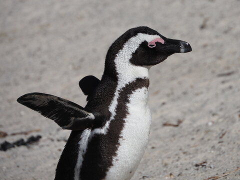 African or jackass penguin Spheniscus demersus at Boulders Beach, Cape Peninsula, South Africa