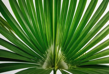 A close-up view showcasing the intricate texture and vibrant green hues of the underside of a palm leaf, highlighting its delicate veins and natural beauty.