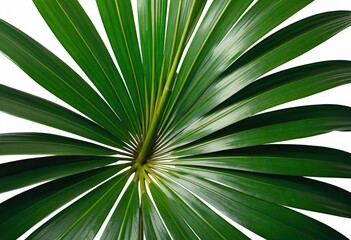 Fototapeta premium A vibrant green leaf with intricate veins rests against a clean white background, highlighting its natural texture and vivid color contrast.