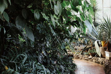 Enjoying a peaceful stroll through a lush indoor garden with diverse greenery and vibrant plants