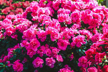 Bright pink azalea flowers bloom vibrantly in a sunlit garden during spring