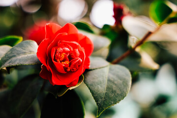 Bright red camellia flower blooming among lush green leaves in a garden setting on a sunny day