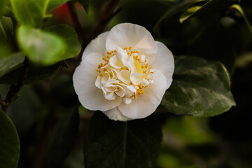 Fototapeta premium Beautiful white camellia flower blooming among green leaves in a garden during springtime