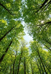 Fototapeta premium Looking Up Through Green Forest Canopy Trees Reaching Blue Sky