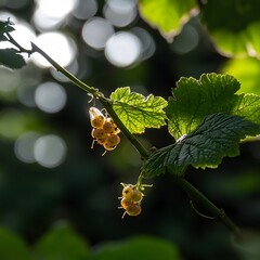 Obraz premium White Currants on Branch Sunlight Backlit Berries