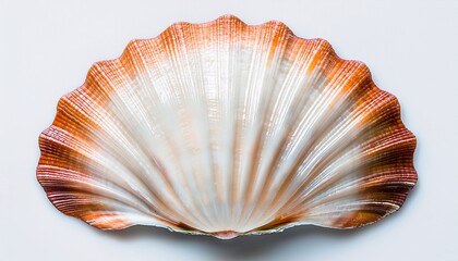 sea shell isolated on white