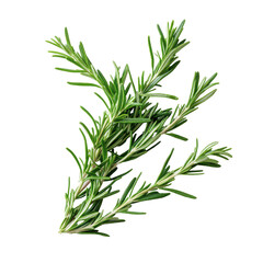 Fototapeta premium Fresh rosemary sprigs on a bright white background showcasing their vibrant green color and detailed texture, fresh rosemary on white background