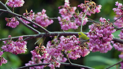Colorful Bird Among Pink Cherry Blossoms in Spring Nature