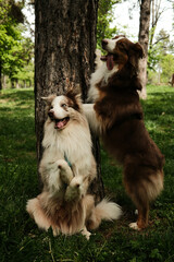 Red tricolor Australian Shepherd and merle Border Collie pose playfully by a tree in a forest park. One dog stands with paws on the trunk, while the other sits upright, both full of energy and joy.