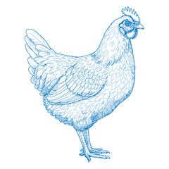 Rustic hand drawn chicken vector art featuring vintage style feather details ideal for farmhouse wall decor country living projects organic farm branding and rural artwork

