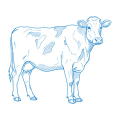 Highly Detailed Vintage Style Cow Drawing Hand Drawn Rustic Farm Illustration Black and White Farm Animal Sketch 